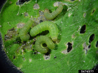หนอนกระทู้หอม (Beet armyworm) ลักษณะ วิธีป้องกันกำจัด