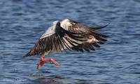 Egyptian Goose - Birds In Flight Photography Cape Town with Canon EOS 7D Mark II  Copyright Vernon Chalmers