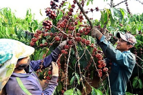 Để có ly cà phê robusta “đặc sản”