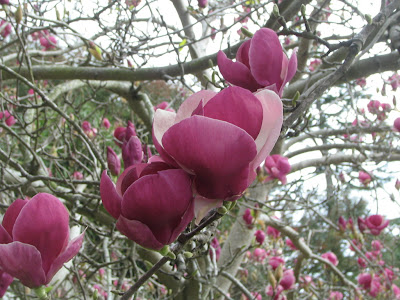 magnolia tree blossom. japanese magnolia tree