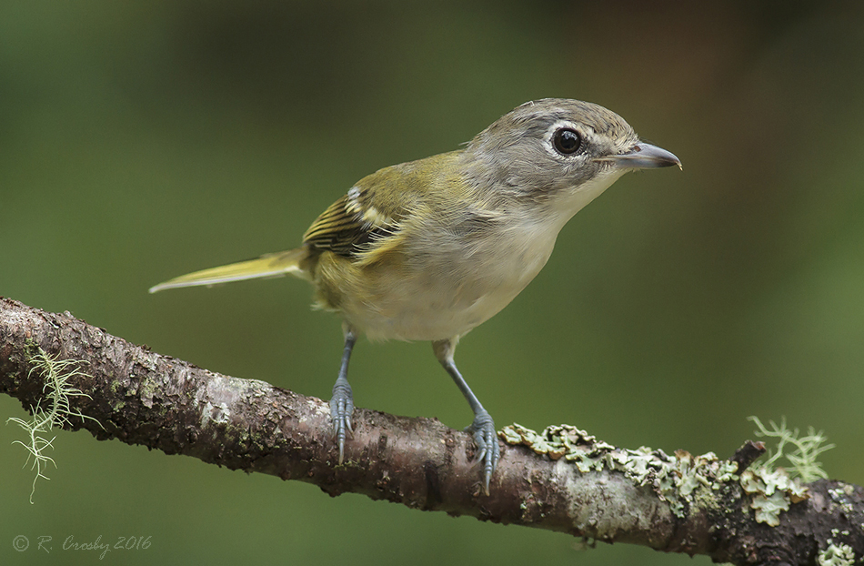 South Shore Birder: Blue-headed Vireo - Juvenile