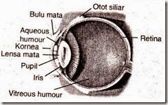 Alat optik yang akan dibahas meliputi mata Alat Optik : Mata