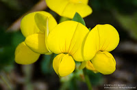 Birdsfoot Trefoil. Copyright © Shelley Banks, all rights reserved