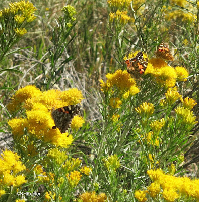 painted lady butterflies, Devil's Backbone, Loveland, CO