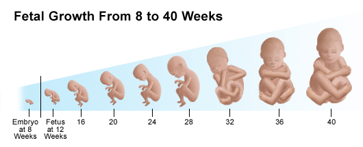 10 FAKTA MENARIK MENGENAI BAYI