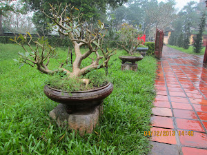 Viewed the best "Bonsai Trees" during my tour.