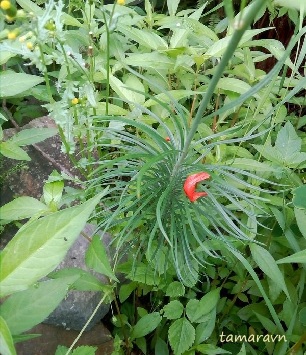 Лилия карликовая (Lilium pumilum)