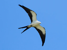 Swallow-tailed Kite - Stormwater Treatment Area 5/6, Florida