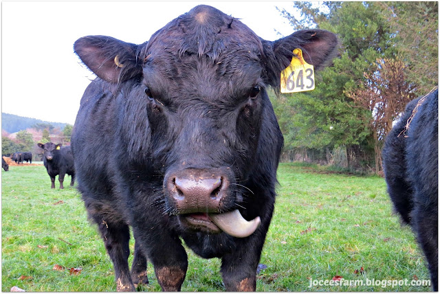 Winter Bulls @ Jocees Farm