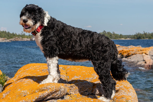 "Active Portuguese Water Dog joyfully splashing in the water, showcasing its love for aquatic adventures and playful nature."