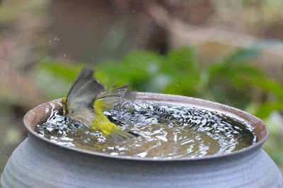 burung mandi, pleci mandi