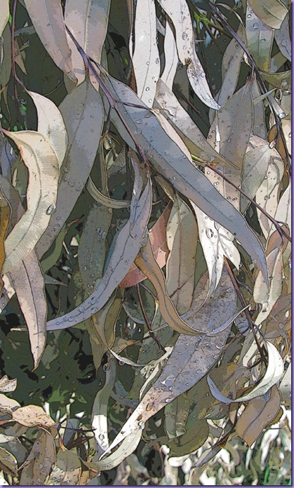 dead-leaves-raindrops-outli