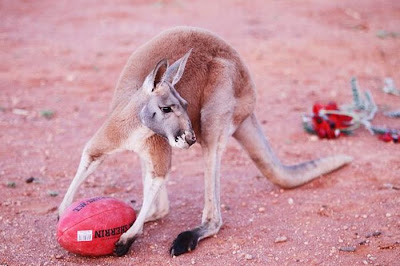 Pet Kangaroo Seen On www.coolpicturegallery.us