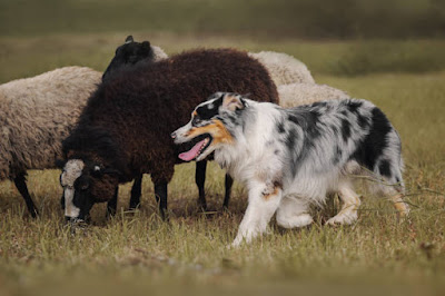 Comment éduquer un chiot Berger Australien: 8 conseils faciles