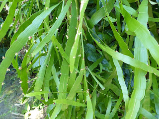 Homalocladium platycladum - Buisson à rubans - Plante-ruban 