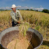 La falta de fertilizante reducirá la producción en arroz - La rotativa del campo 05/07/22