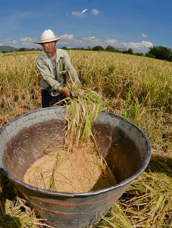La falta de fertilizante reducirá la producción en arroz - La rotativa del campo 05/07/22