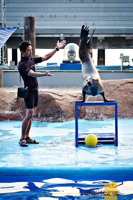 Manila Ocean Park Sea Lion Show