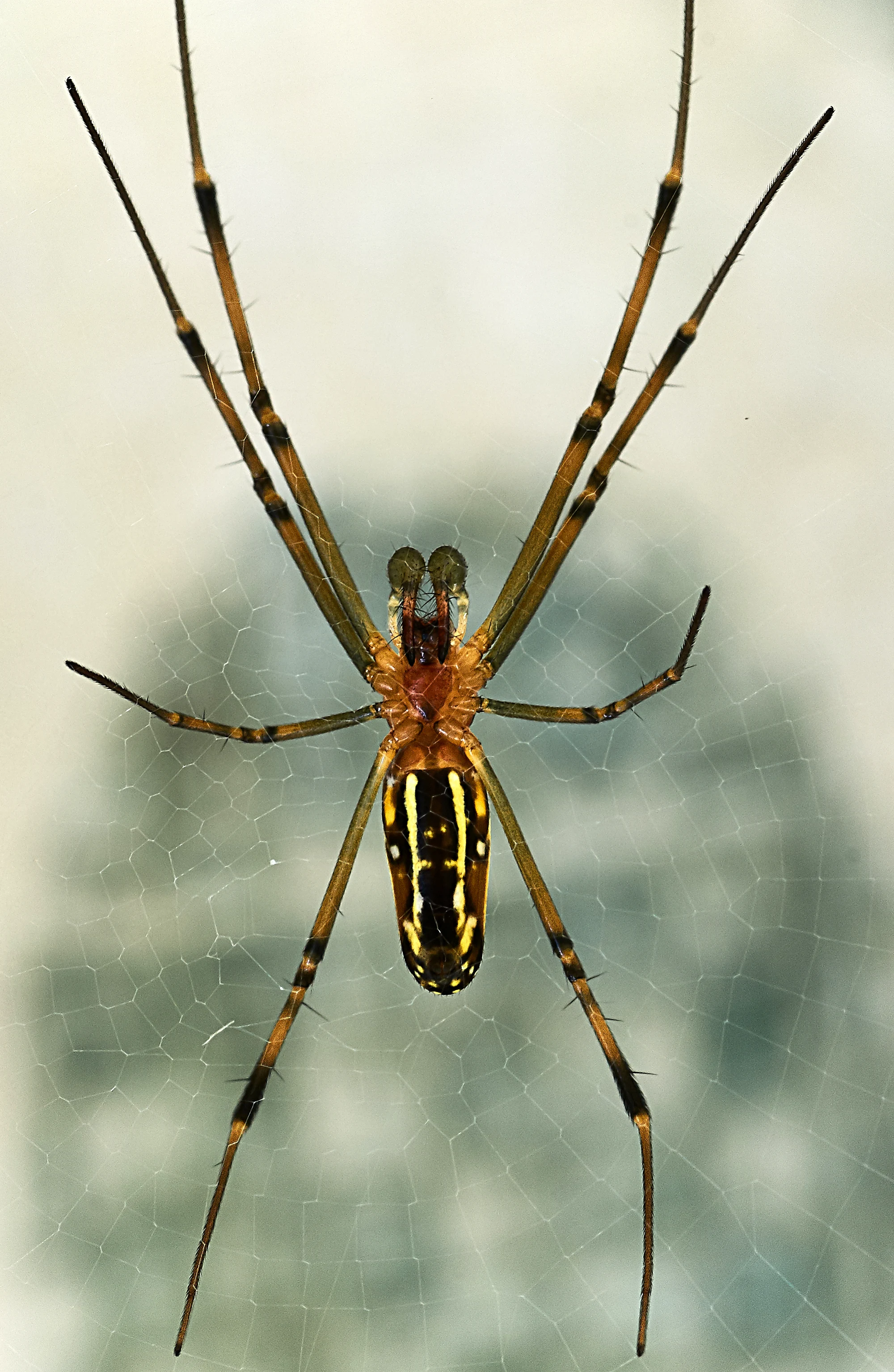 Seriuos Outdoor Spider Close-up
