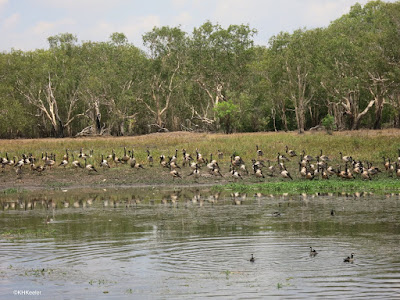 ducks at Kakadu