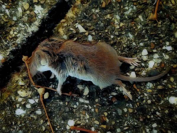 Bewerkte foto van dode muis
