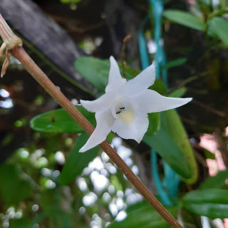 Anggrek merpati indah