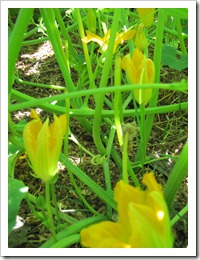 Pickings and addition 008