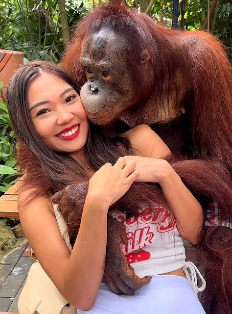 Woman Is Groped And Kissed By Orangutan After She Wanders Into His Enclosure