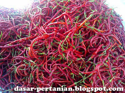 Cara Meningkatkan Hasil Panen Cabe Dimusim Penghujan