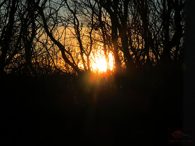 Sunrise Through the Trees - 19th December 2021