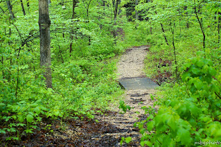 path through the woods photo by mbgphoto