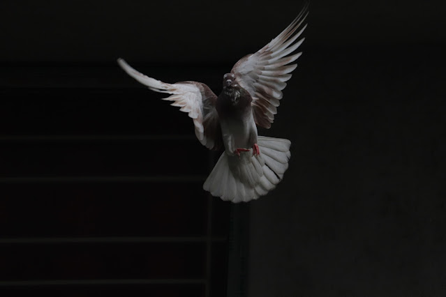 A dove flying in a dark room