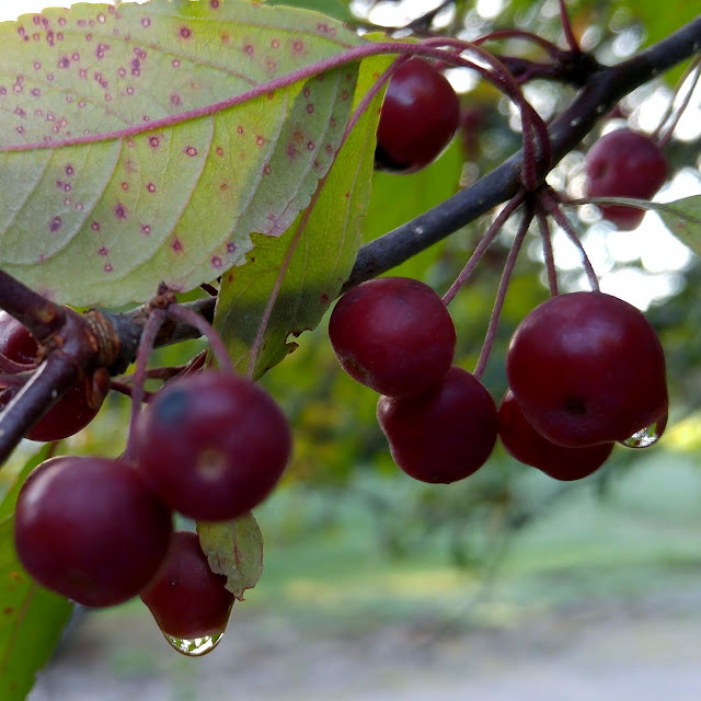 Berries dripping with morning dew #nature