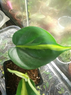 Philodendron scandens Brasil