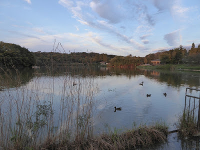 花博記念公園鶴見緑地 大池