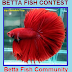 How to Preparation Betta Fish Before Contest