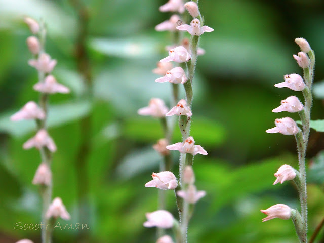 Goodyera schlechtendaliana