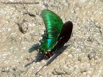 Paris Peacock Butterfly