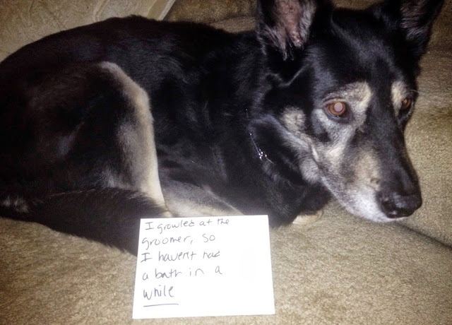 dog shaming growling at the groomer