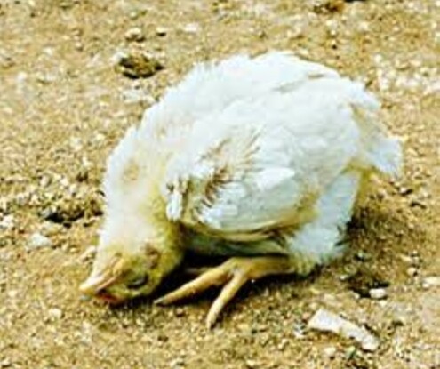 Animal Diseases: Newcastle Disease - Agriculture nutrition ...