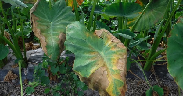 野菜 自給率90 家庭菜園 栽培記録 里芋が干害