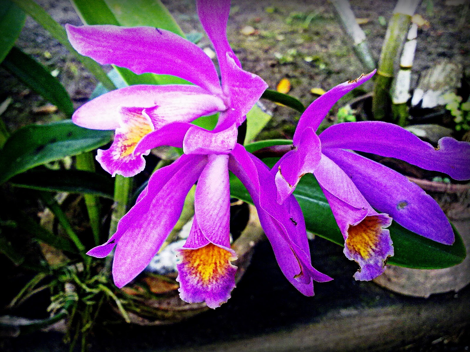  Gambar  Nama Bunga  Malaysia Orchid Hybrid Gambar  Orkid  