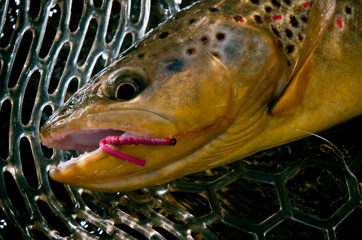 Jon Baiocchi Fly Fishing News: The Squirmy Worm Hack Trick