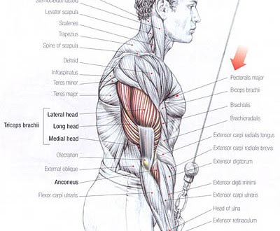 Best workout for triceps