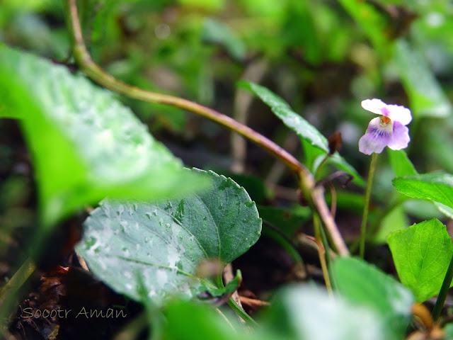 Viola grypoceras