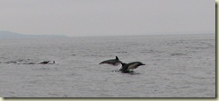 dolphinIMG_5096