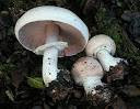 Agaricus pattersoniae