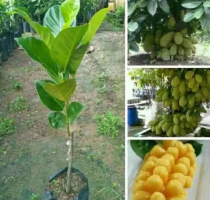 Klengkeng Kristal Rambutan Binjeh Nangka Mini Dan Anggur Isabela Palu