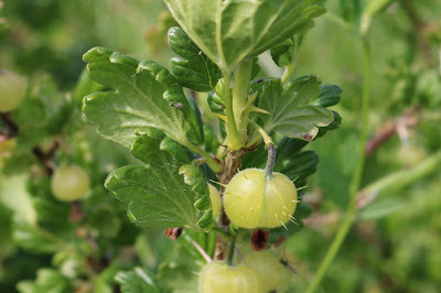 Kruisbes - Krúsbei - Ribes uva-crispa