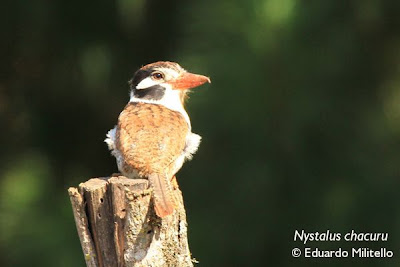 White eared Puffbird